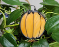 Orange Pumpkin Plant Stake