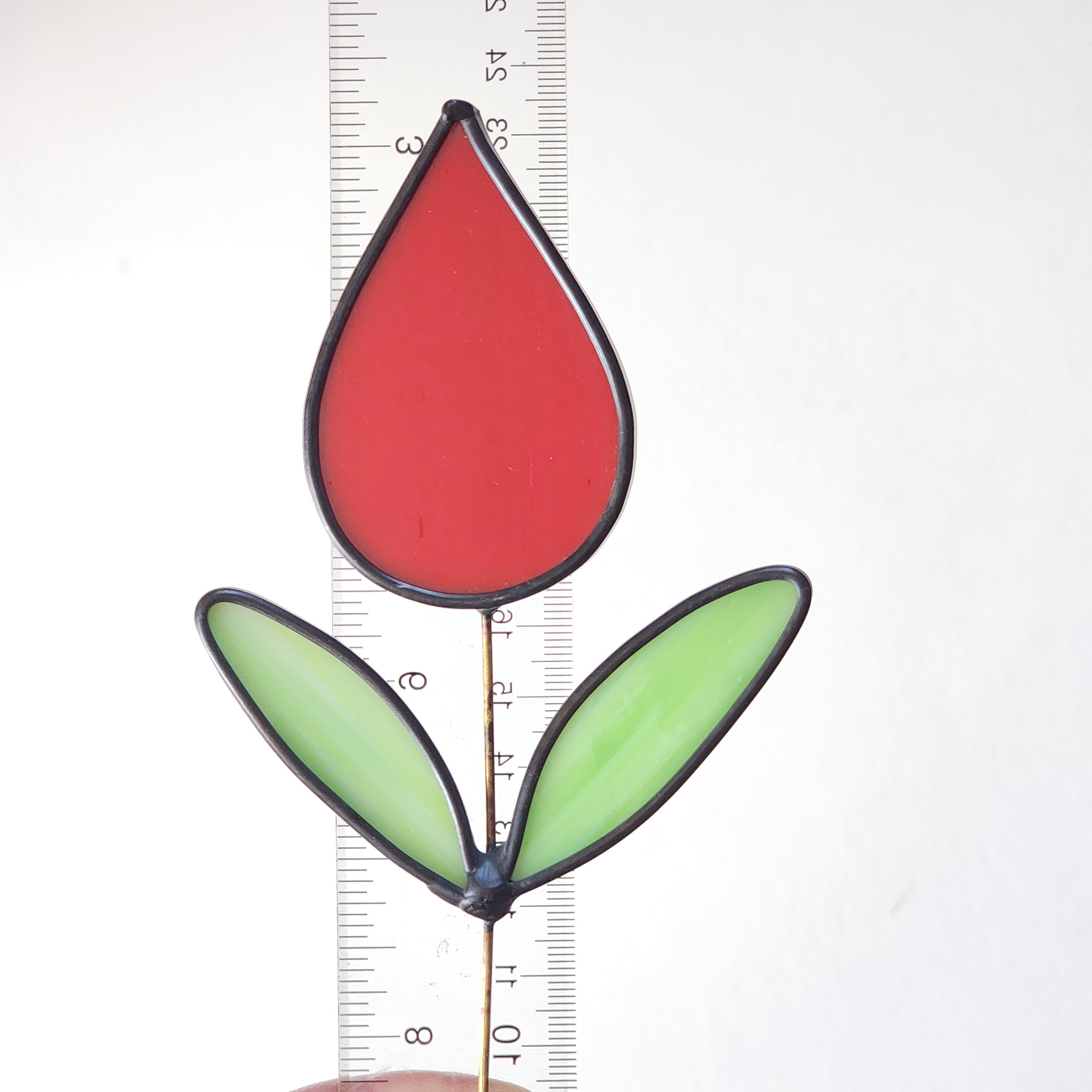 Red tulip and green leaves on a white background with a ruler for scale.